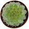 Show in main carousel: ReptiFauna Desert Sempervivum Live Plant, 2-in Pot, 1 count slide 9 of 9