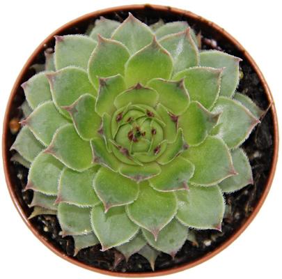 Show full view: ReptiFauna Desert Sempervivum Live Plant, 2-in Pot, 1 count slide 9 of 9