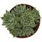 Show in main carousel: ReptiFauna Desert Sempervivum Live Plant, 2-in Pot, 1 count slide 7 of 9