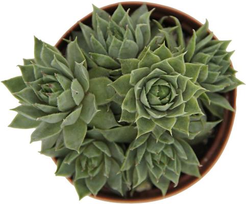 Show full view: ReptiFauna Desert Sempervivum Live Plant, 2-in Pot, 1 count slide 7 of 9