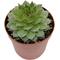 Show in main carousel: ReptiFauna Desert Sempervivum Live Plant, 2-in Pot, 1 count slide 8 of 9