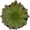 Show in main carousel: ReptiFauna Desert Sempervivum Live Plant, 2-in Pot, 1 count slide 5 of 9