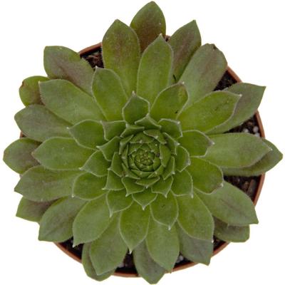 Show full view: ReptiFauna Desert Sempervivum Live Plant, 2-in Pot, 1 count slide 5 of 9