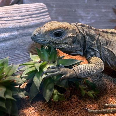 Show full view: ReptiFauna Desert Sempervivum Live Plant, 2-in Pot, 1 count slide 2 of 9