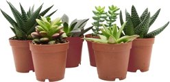 ReptiFauna Desert Starter 2-in Pot Live Plant, 6 count