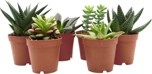ReptiFauna Desert Starter 2-in Pot Live Plant, 6 count