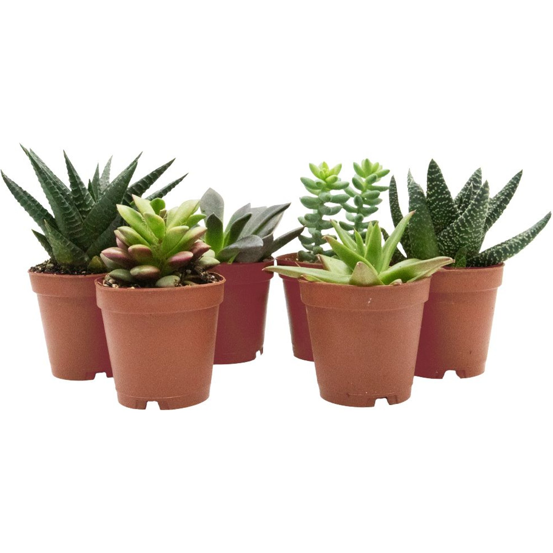 ReptiFauna Desert Starter 2-in Pot Live Plant, 6 count