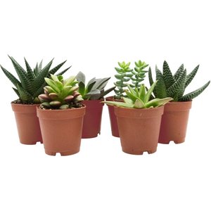 ReptiFauna Desert Starter 2-in Pot Live Plant, 6 count