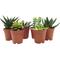 Show in main carousel: ReptiFauna Desert Starter 2-in Pot Live Plant, 6 count slide 1 of 5