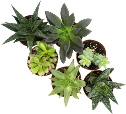 Show full view: ReptiFauna Desert Starter 2-in Pot Live Plant, 6 count slide 2 of 5