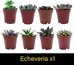 ReptiFauna Desert Tarantula 2-in Pot Live Plant, 3 count slide 2 of 5