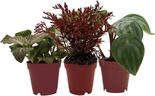 Show full view: ReptiFauna Forest Scorpion 2-in Pot Live Plant, 3 count slide 1 of 6