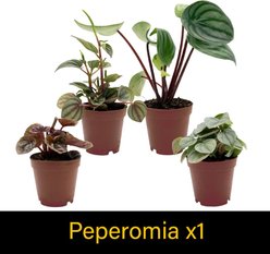 ReptiFauna Forest Scorpion 2-in Pot Live Plant, 3 count slide 2 of 6