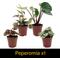Show in main carousel: ReptiFauna Forest Scorpion 2-in Pot Live Plant, 3 count slide 5 of 6