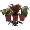 Show in main carousel: ReptiFauna Forest Scorpion 2-in Pot Live Plant, 3 count slide 2 of 6