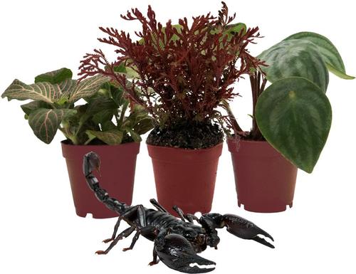 Show full view: ReptiFauna Forest Scorpion 2-in Pot Live Plant, 3 count slide 2 of 6