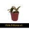 Show in main carousel: ReptiFauna Forest Scorpion 2-in Pot Live Plant, 3 count slide 6 of 6