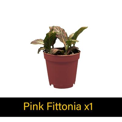 Show full view: ReptiFauna Forest Scorpion 2-in Pot Live Plant, 3 count slide 6 of 6