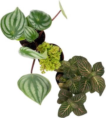 Show full view: ReptiFauna Forest Scorpion 2-in Pot Live Plant, 3 count slide 3 of 6
