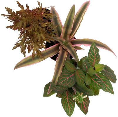 Show full view: ReptiFauna Hermit Crab 2-in Pot Live Plant, 3 count slide 3 of 6