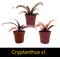 Show in main carousel: ReptiFauna Hermit Crab 2-in Pot Live Plant, 3 count slide 4 of 6