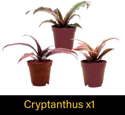 Show full view: ReptiFauna Hermit Crab 2-in Pot Live Plant, 3 count slide 4 of 6