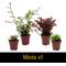 Show in main carousel: ReptiFauna Hermit Crab 2-in Pot Live Plant, 3 count slide 6 of 6
