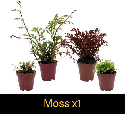 Show full view: ReptiFauna Hermit Crab 2-in Pot Live Plant, 3 count slide 6 of 6