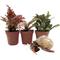 Show in main carousel: ReptiFauna Hermit Crab 2-in Pot Live Plant, 3 count slide 2 of 6