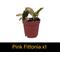 Show in main carousel: ReptiFauna Hermit Crab 2-in Pot Live Plant, 3 count slide 5 of 6