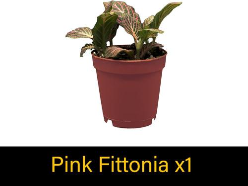 Show full view: ReptiFauna Hermit Crab 2-in Pot Live Plant, 3 count slide 5 of 6