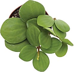 ReptiFauna Hope Peperomia Tropical Live Plant, 2-in Pot slide 2 of 4
