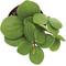 Show in main carousel: ReptiFauna Hope Peperomia Tropical Live Plant, 2-in Pot slide 4 of 4