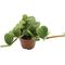 Show in main carousel: ReptiFauna Hope Peperomia Tropical Live Plant, 2-in Pot slide 2 of 4