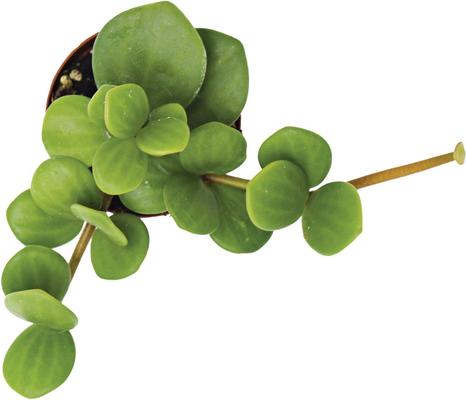 Show full view: ReptiFauna Hope Peperomia Tropical Live Plant, 2-in Pot slide 3 of 4