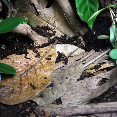 Show full view: ReptiFauna Jungle Leaf Mix Reptile Substrate, 20 count slide 4 of 4