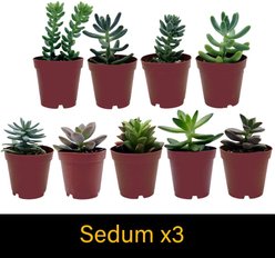 ReptiFauna Large Desert 2-in Pot Live Plant, 9 count slide 2 of 5