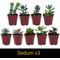 Show in main carousel: ReptiFauna Large Desert 2-in Pot Live Plant, 9 count slide 5 of 5