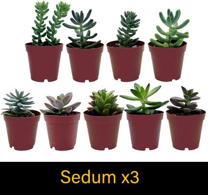 Show full view: ReptiFauna Large Desert 2-in Pot Live Plant, 9 count slide 5 of 5