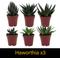 Show in main carousel: ReptiFauna Large Desert 2-in Pot Live Plant, 9 count slide 3 of 5