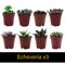 Show in main carousel: ReptiFauna Large Desert 2-in Pot Live Plant, 9 count slide 4 of 5