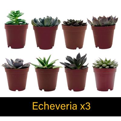 Show full view: ReptiFauna Large Desert 2-in Pot Live Plant, 9 count slide 4 of 5