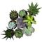 Show in main carousel: ReptiFauna Large Desert 2-in Pot Live Plant, 9 count slide 2 of 5