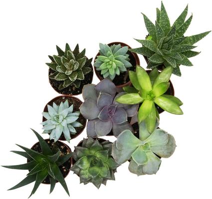 Show full view: ReptiFauna Large Desert 2-in Pot Live Plant, 9 count slide 2 of 5