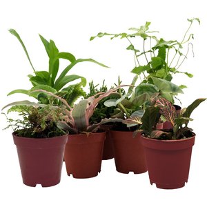 ReptiFauna Large Tropical 2-in Pot Live Plant, 9 count
