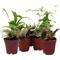 Show in main carousel: ReptiFauna Large Tropical 2-in Pot Live Plant, 9 count slide 1 of 10