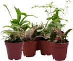 ReptiFauna Large Tropical 2-in Pot Live Plant, 9 count