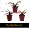 Show in main carousel: ReptiFauna Large Tropical 2-in Pot Live Plant, 9 count slide 3 of 10