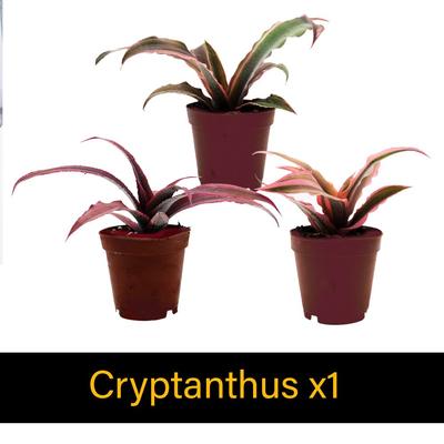 Show full view: ReptiFauna Large Tropical 2-in Pot Live Plant, 9 count slide 3 of 10
