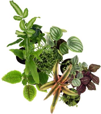 Show full view: ReptiFauna Large Tropical 2-in Pot Live Plant, 9 count slide 2 of 10